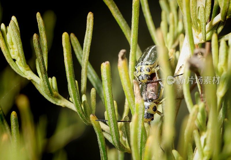 加州山艾(Artemisia California)上的叶甲虫(triirhabda sericotrachyla)